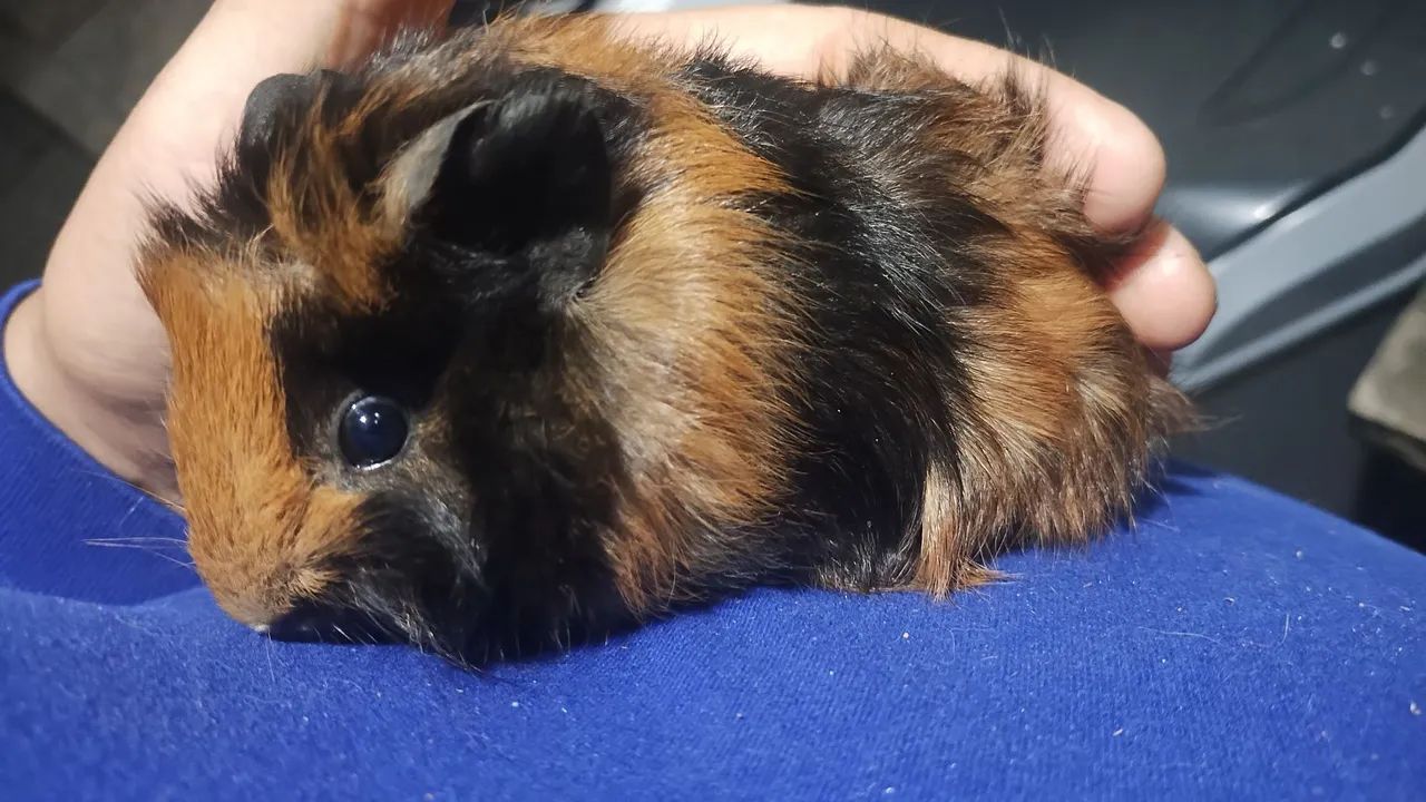 Vendo porquinhos da índia 