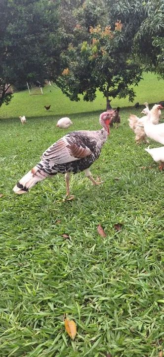Lindos perus para venda! - Foto 4