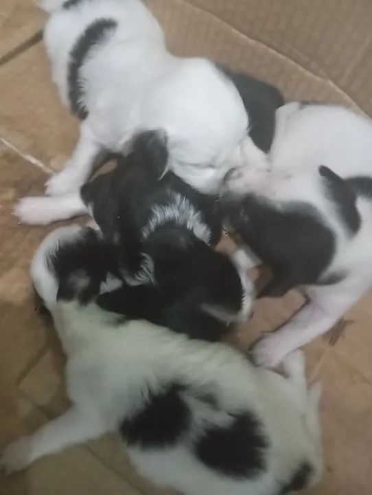 Fox paulistinha raça pura  - Foto 2