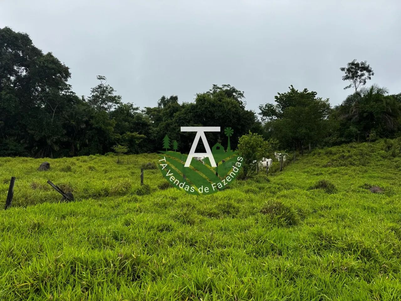 55 alqueires em Goias Velho - Foto 2