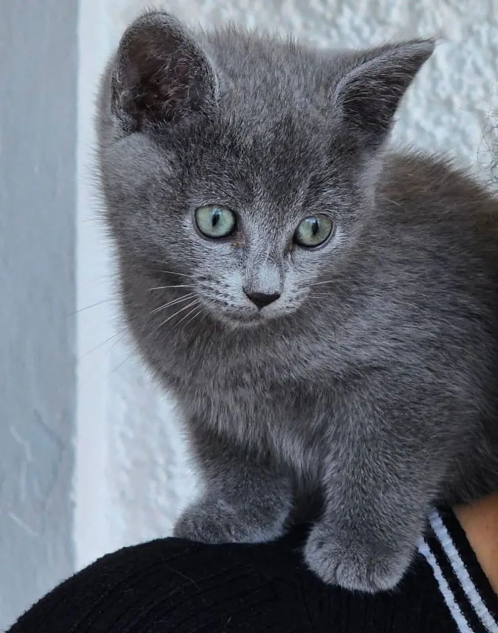 Filhotes de russian blue anti-alérgicos 