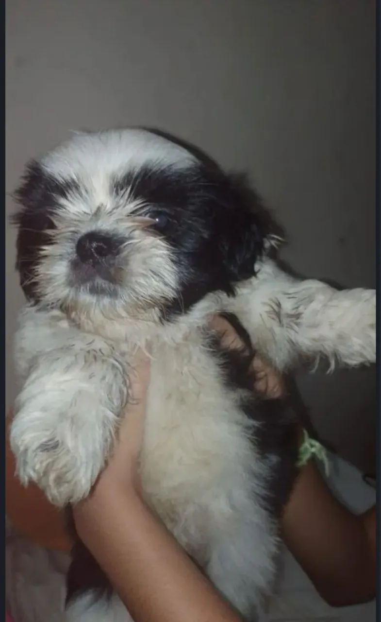 Filhote Shih Tzu