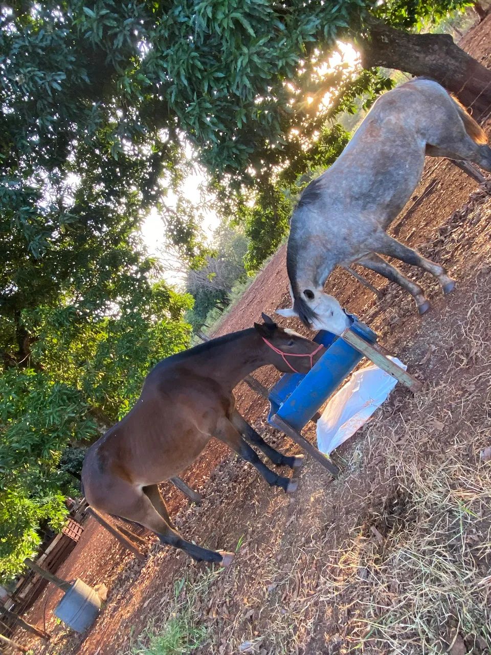 Vendo égua QM sem papel - Foto 3