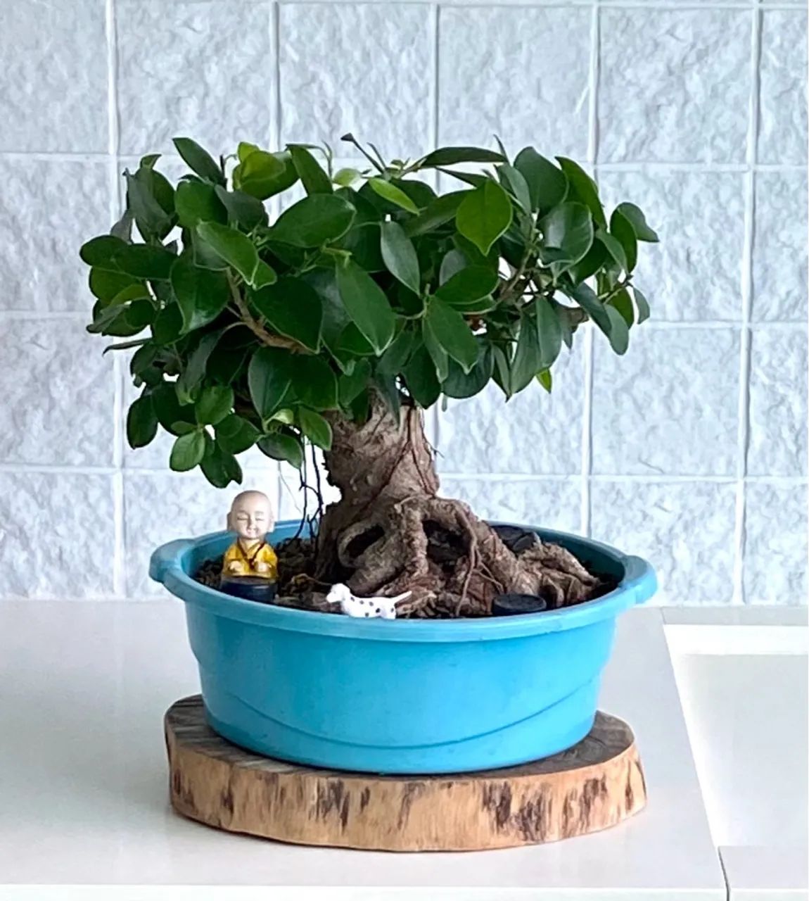 Pré-Bonsai de Ficus Tiger Bark 