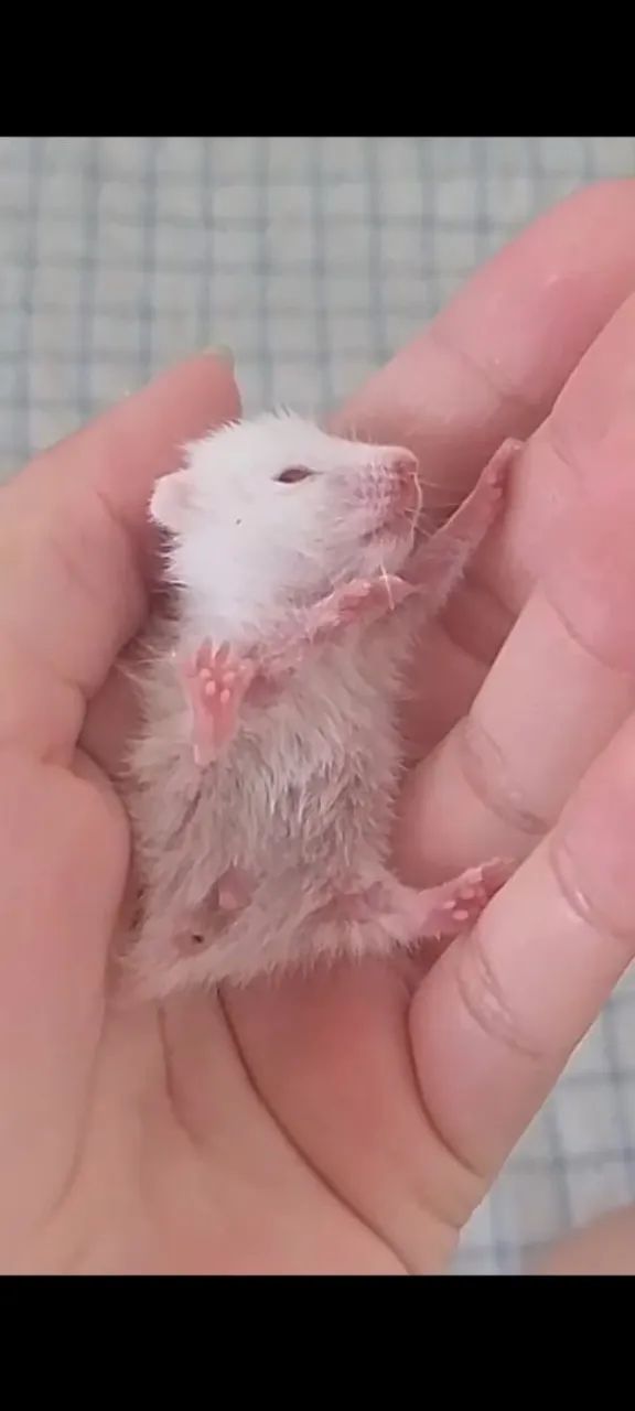 Hamster bebê super fofinho tem fêmea e macho 1 mês e 23 dias  - Foto 4