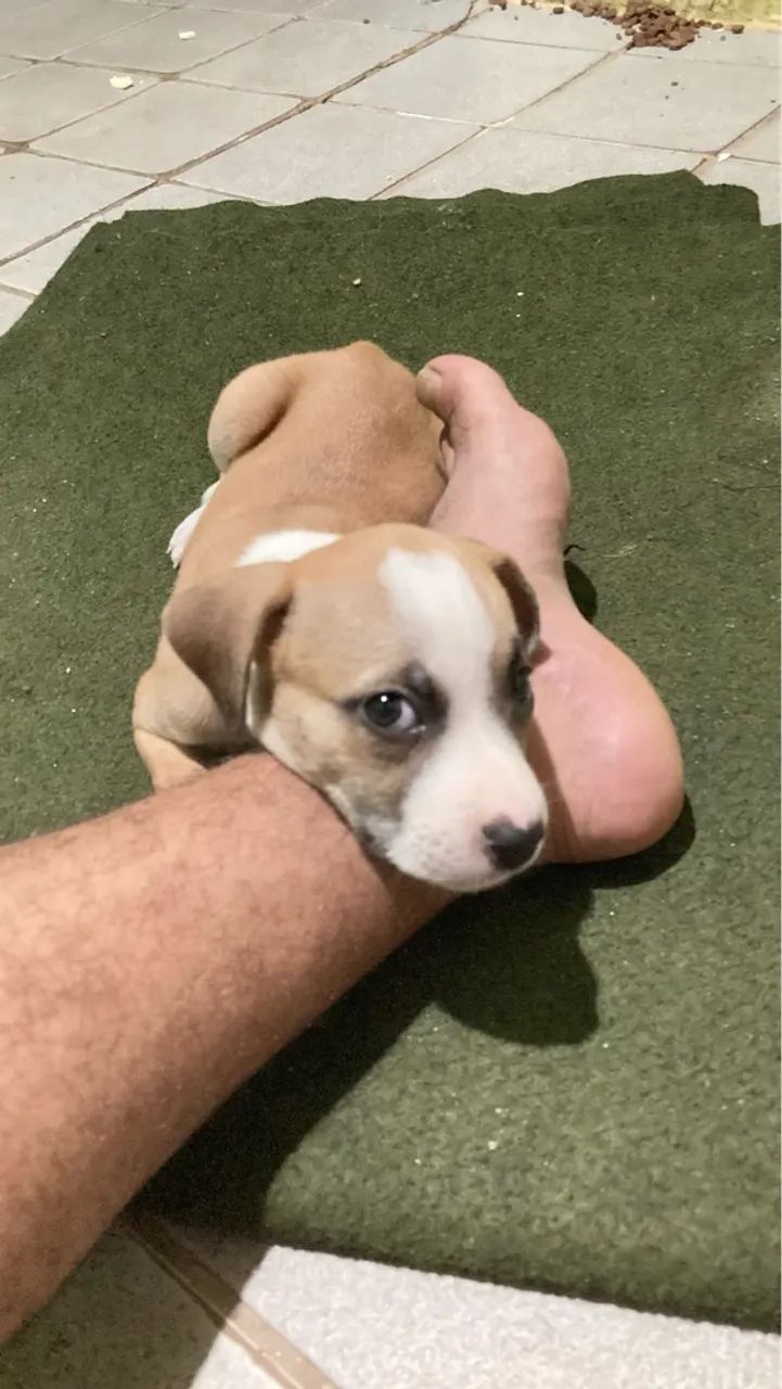 Filhote de Pitbull disponível  - Foto 5