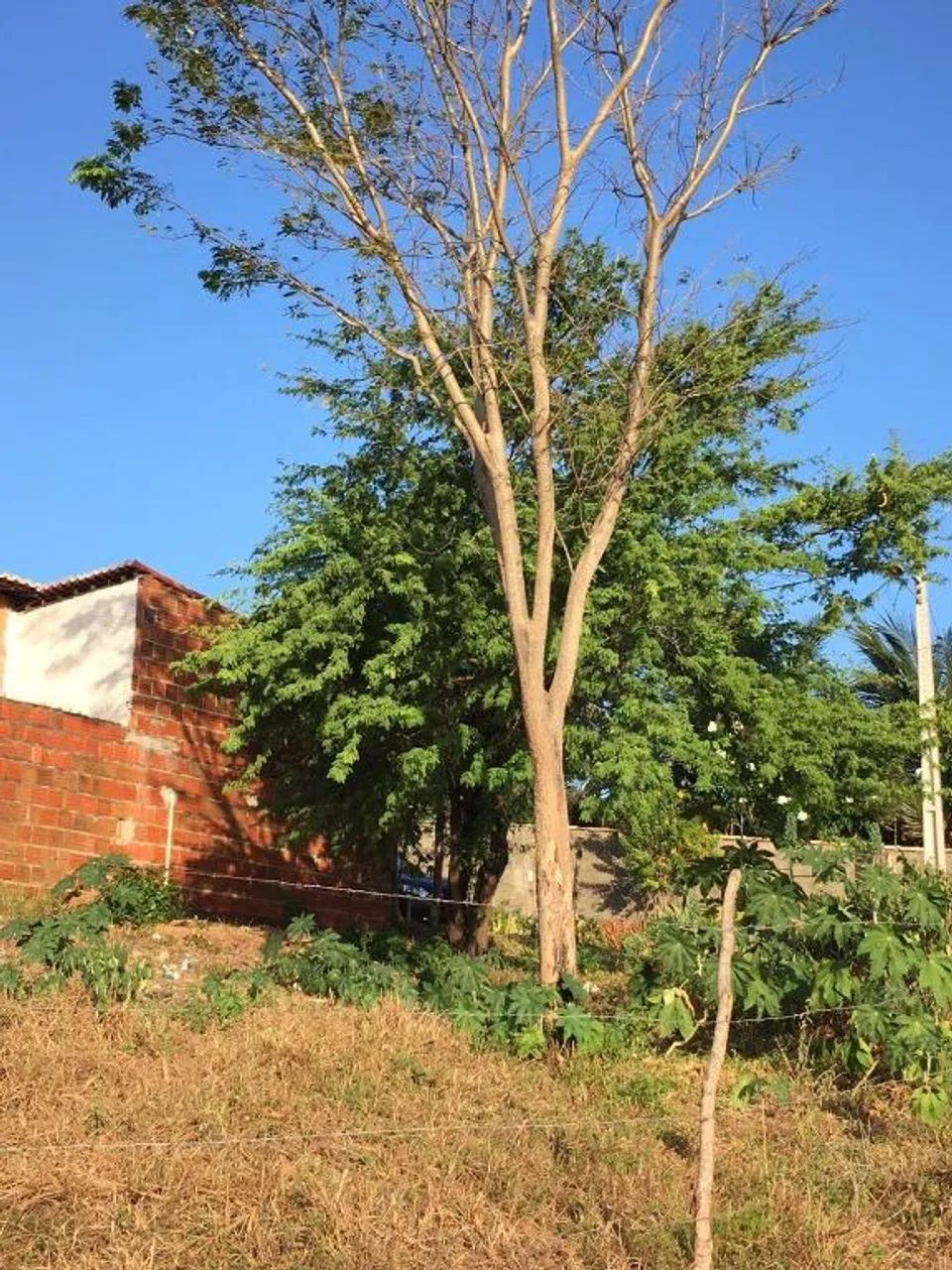 Chácara com 1 dormitório à venda, 46100 m² por R$ 530.000,00 - Pirangi do Norte (Distrito  - Foto 4