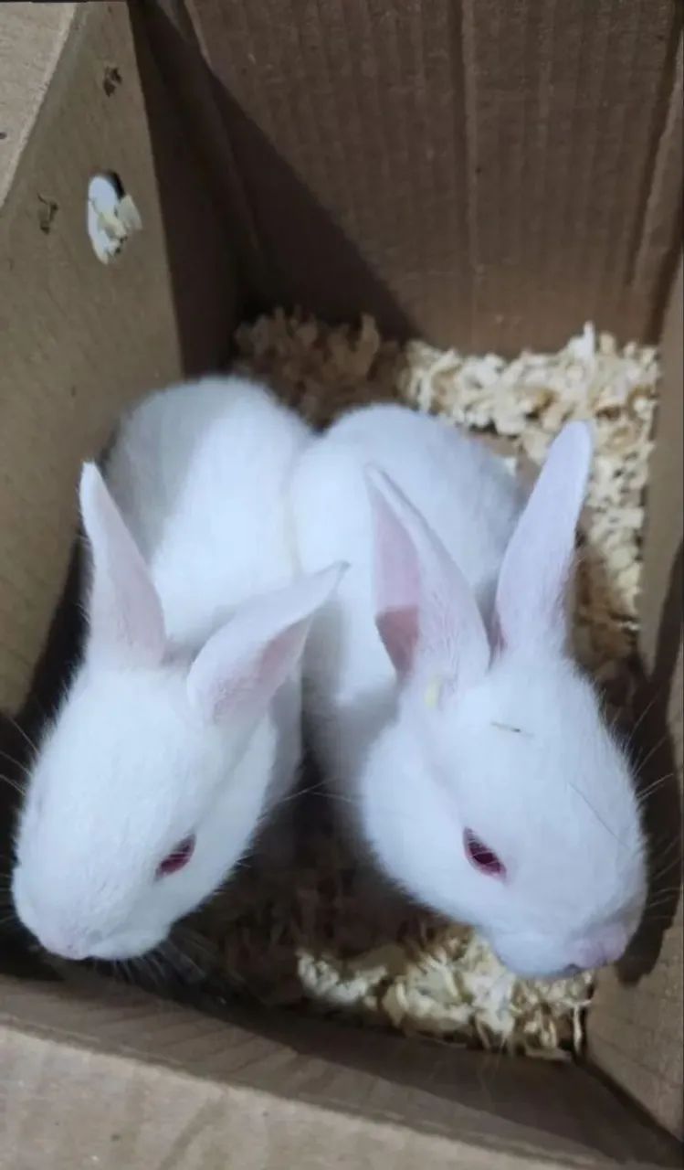 Coelhos 1 mês 