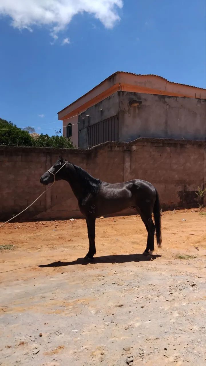 Vendo um cavalo - Foto 5
