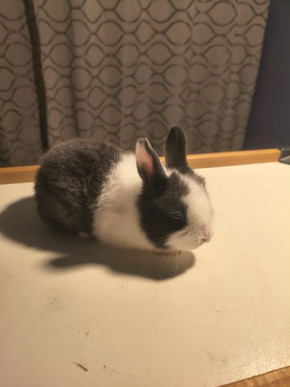 Coelhos raça mini holandês  - Foto 5