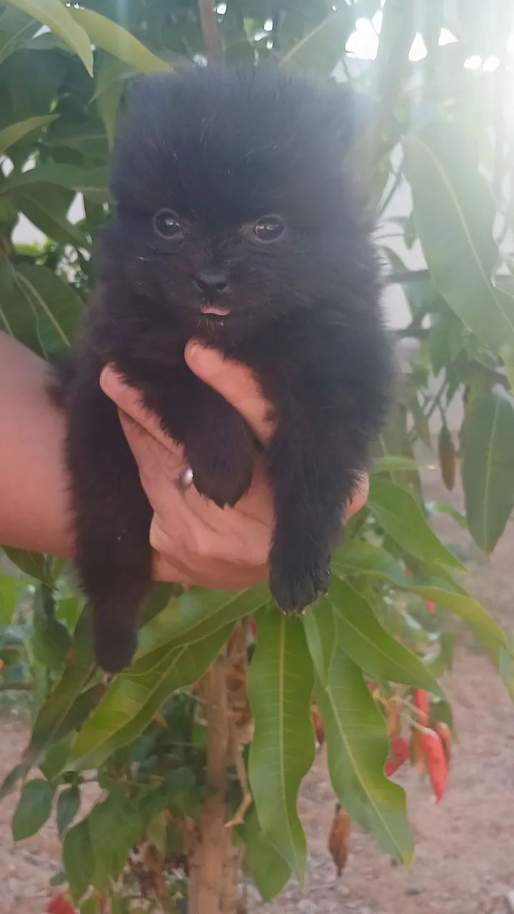Spitz Alemão  - Foto 4