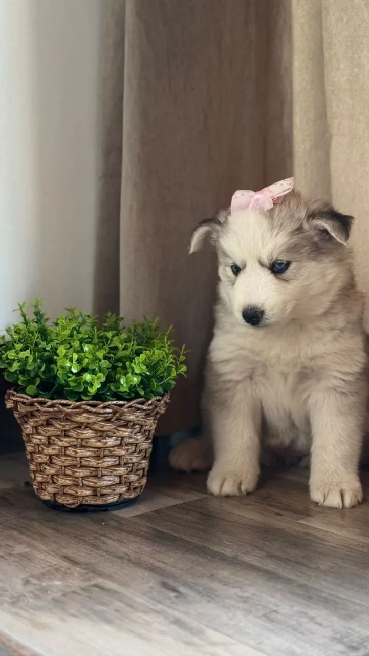 Husky siberiano  - Foto 3