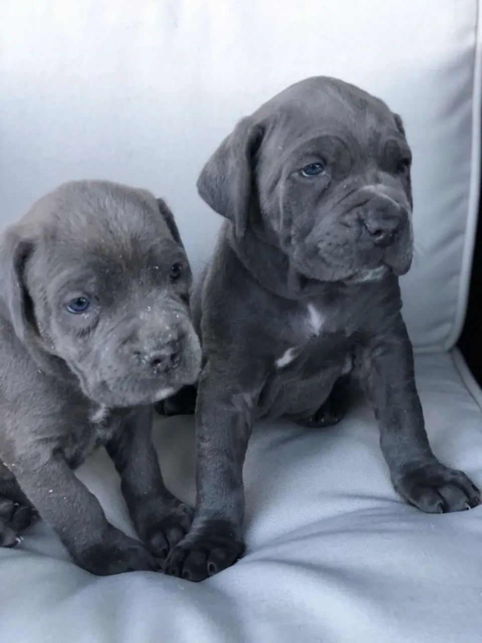 Cane Corso Presença que transforma o cotidiano