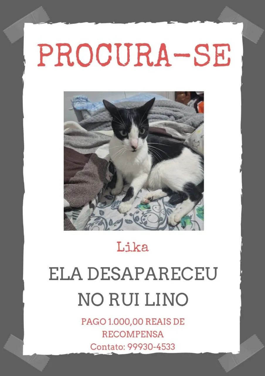PROCURA SE GATO FRAJOLA