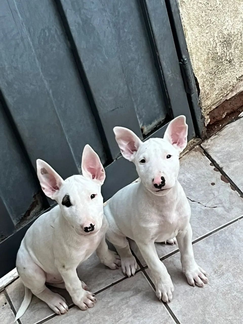 Filhote Macho de Bull Terrier