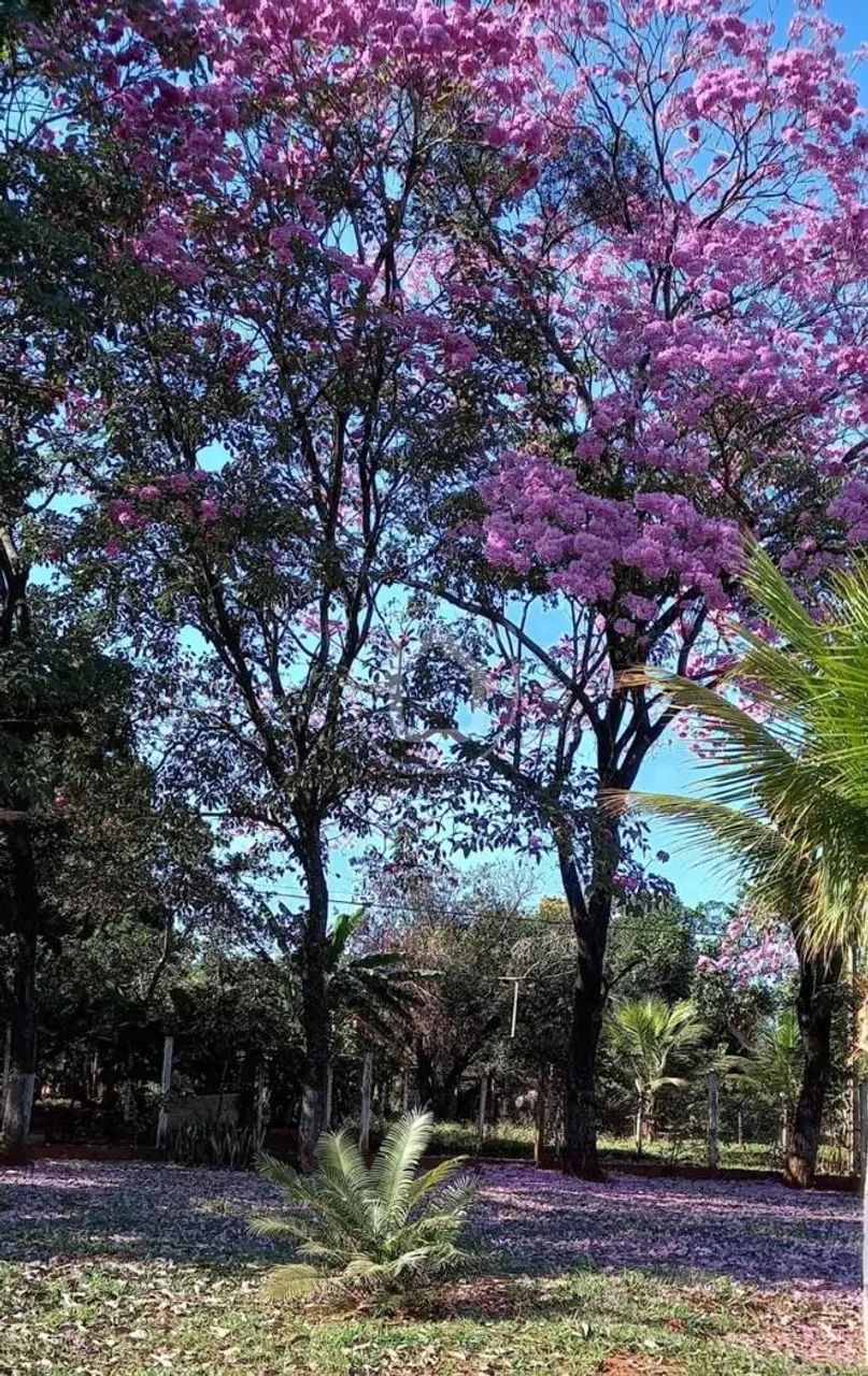 CHACARA em Aquidauana - Foto 5