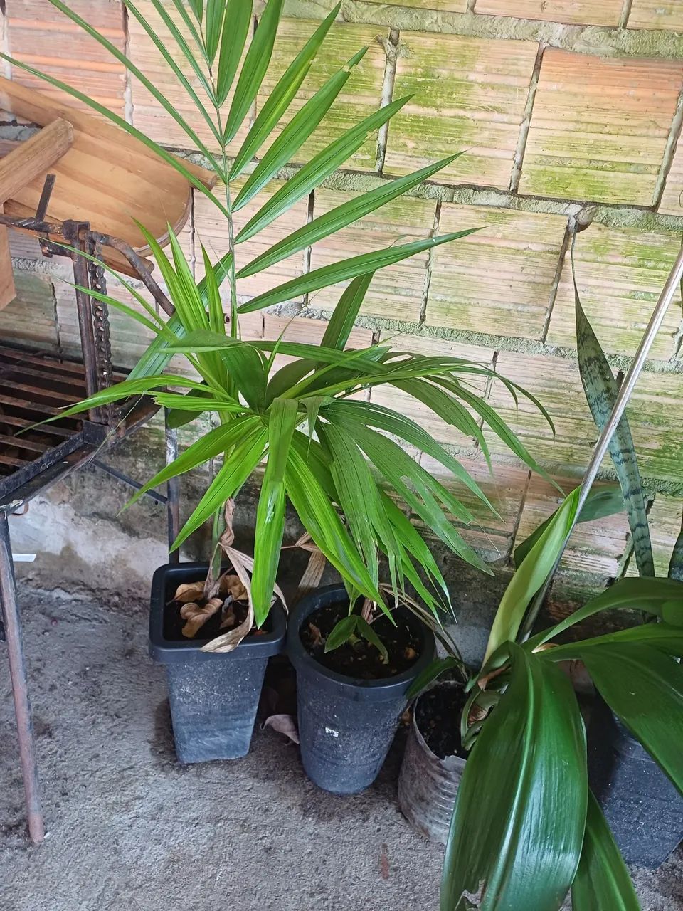 Plantas e mudas de Acaizeiro  - Foto 2