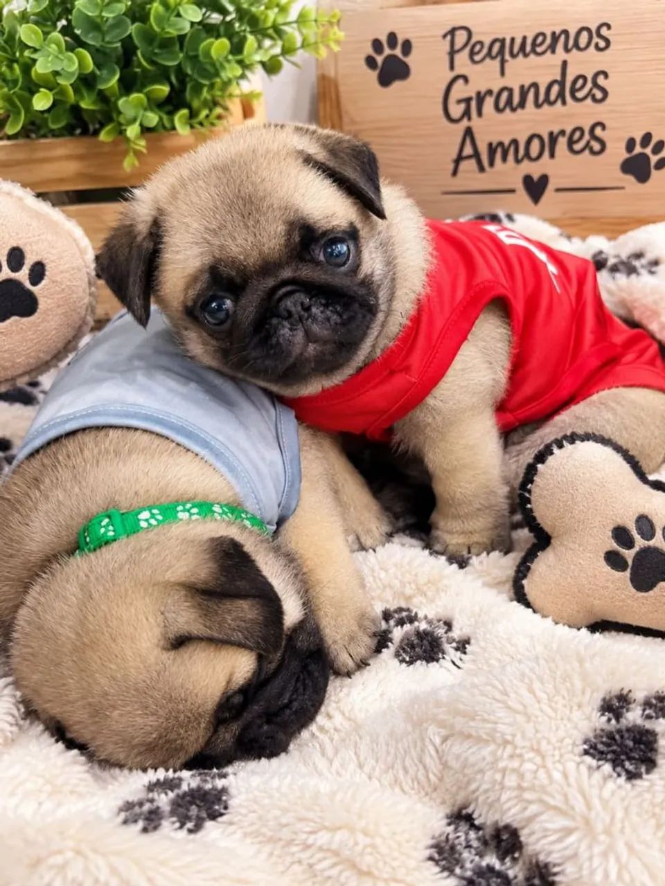 Pug disponível  - Foto 2