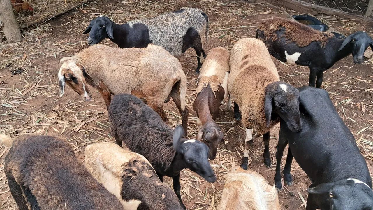 Ovelhas, borregos, Carneiros, ovino.