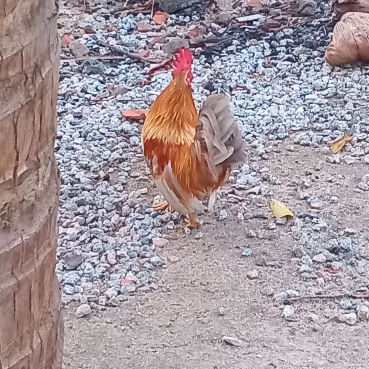 Garnize 