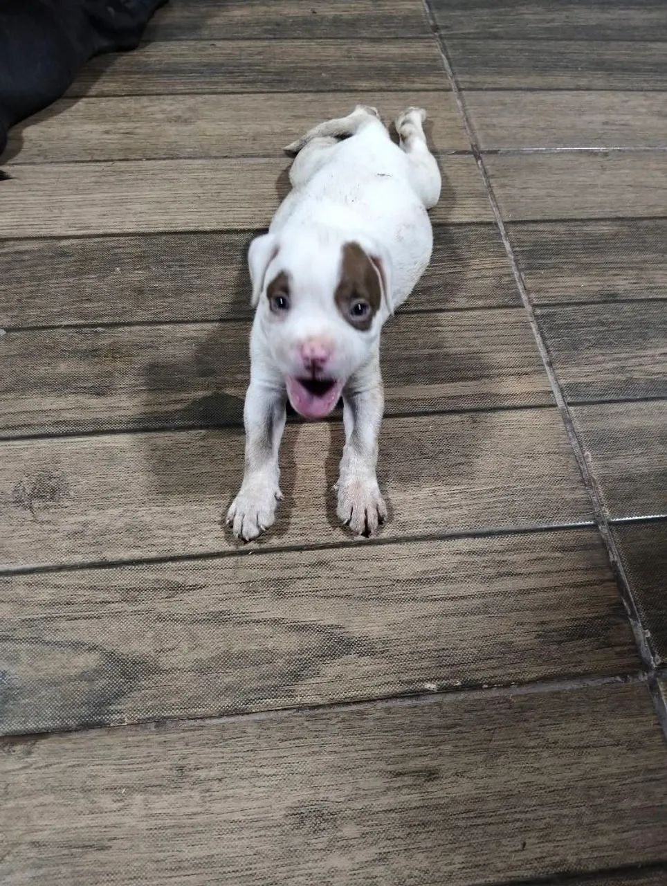 Vendo filhotes de Pitbull  - Foto 4