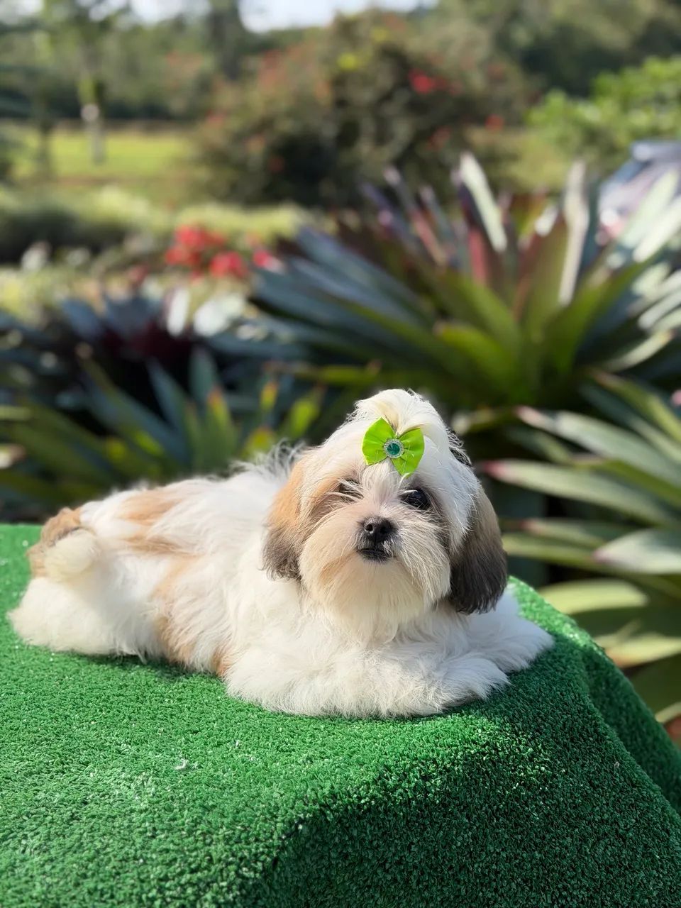Shihtzus  - Foto 5