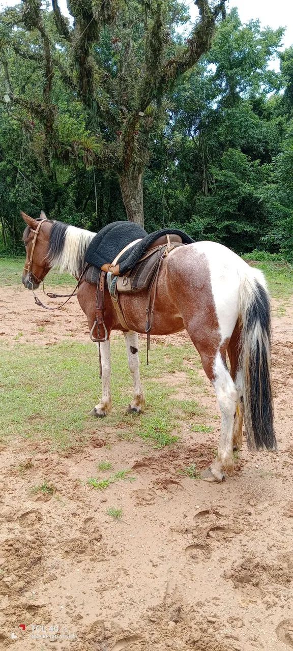 Égua pampa - Foto 2