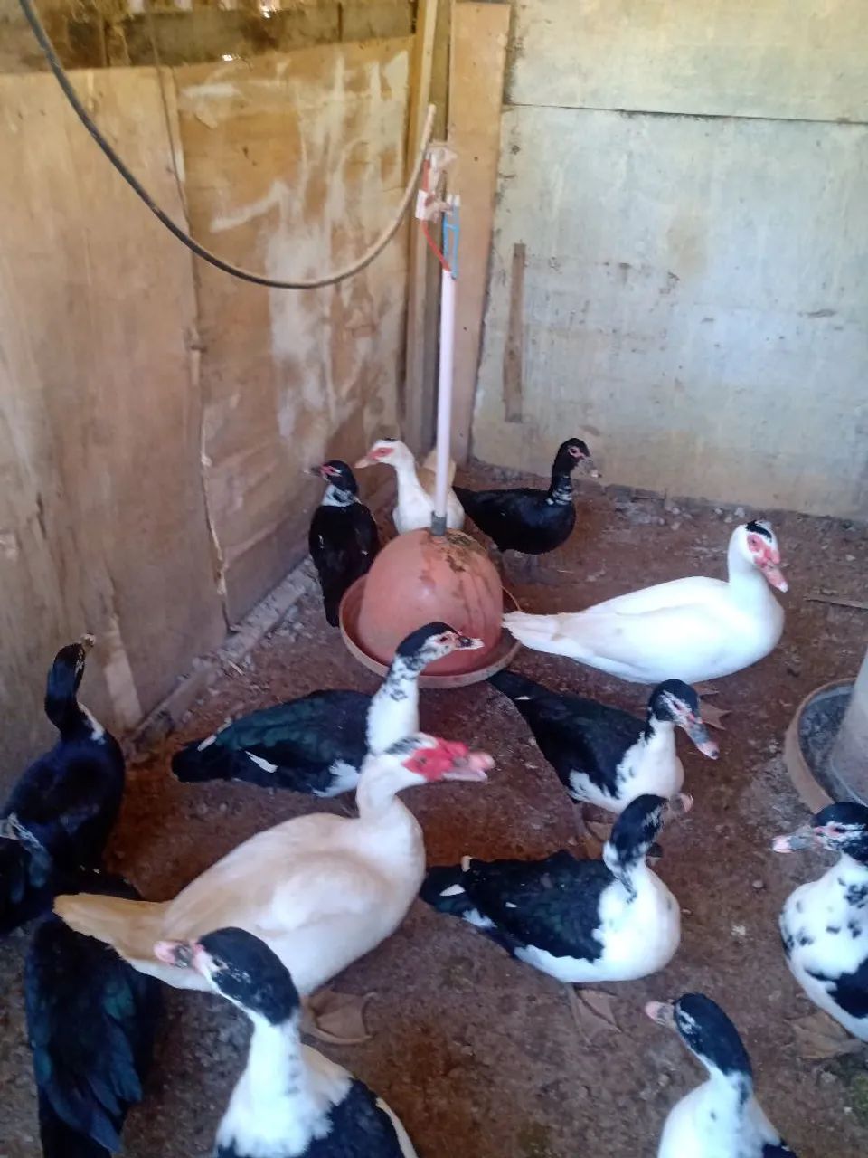 Patos  - Foto 5