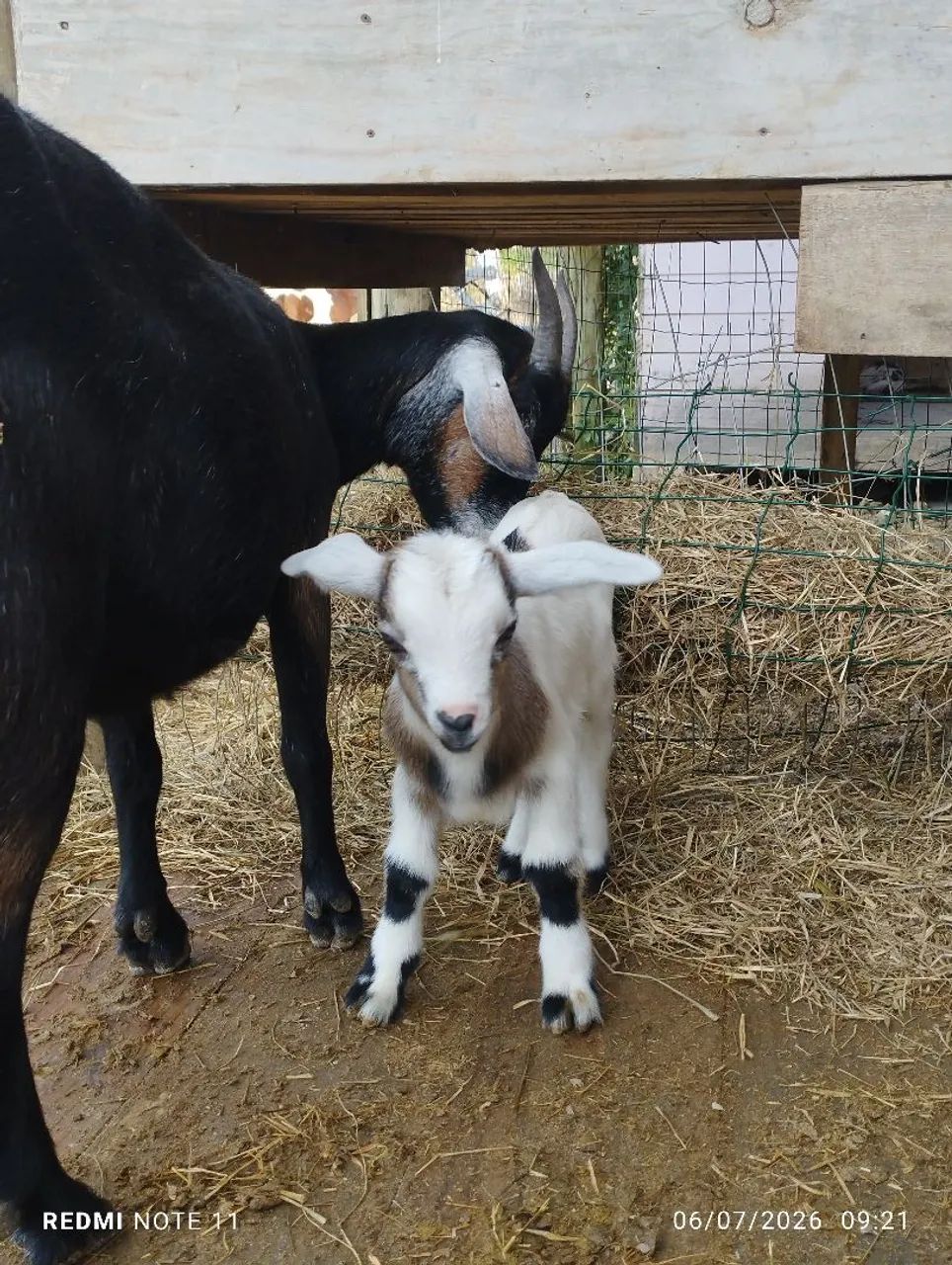 Mini cabrito Machinho  - Foto 4