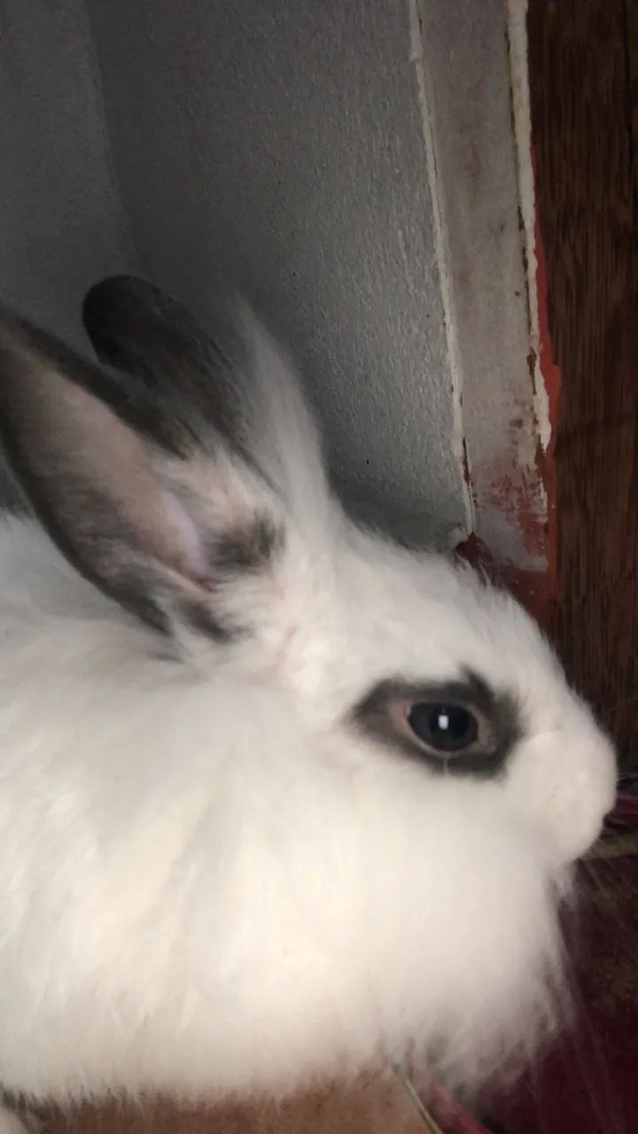 Vendo coelho da raça mini lion head macho  (com casinha, feno, ração e mictório incluso) - Foto 4