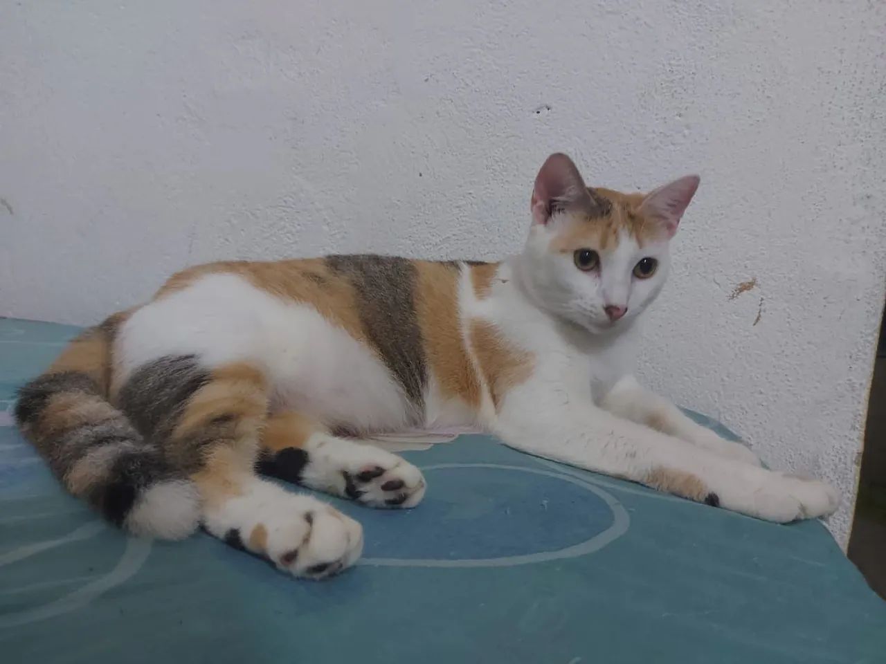 Gatos para doação 