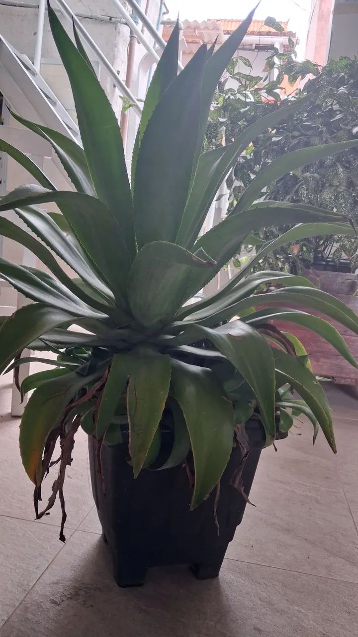 Plata ornamental  - Foto 2