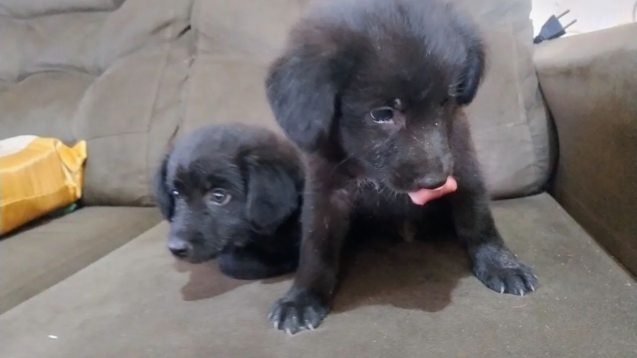 Doa-se estes lindos cachorrinhos  - Foto 6