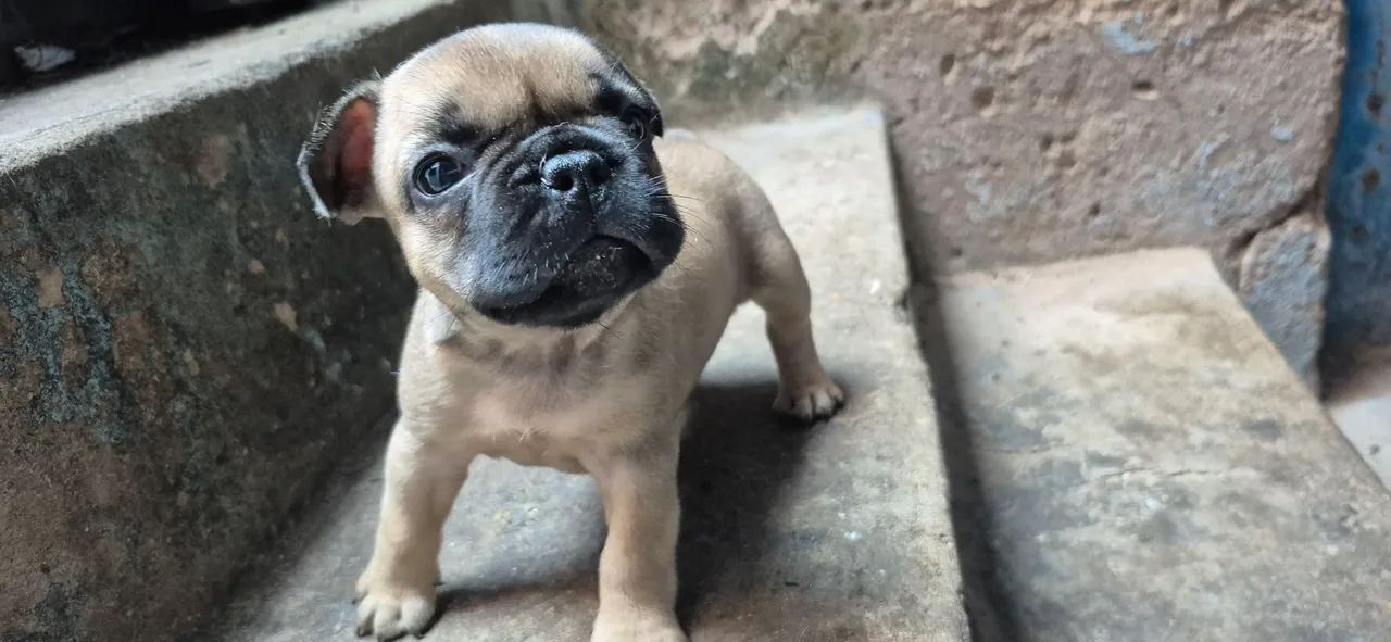 Filhotes buldogue francês - Foto 2