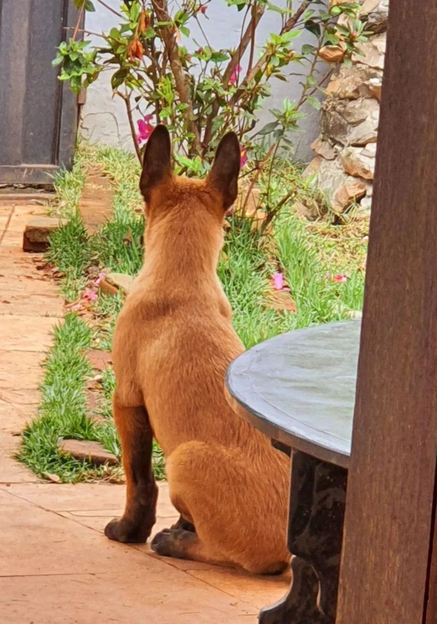 Filhote de malinois  - Foto 5
