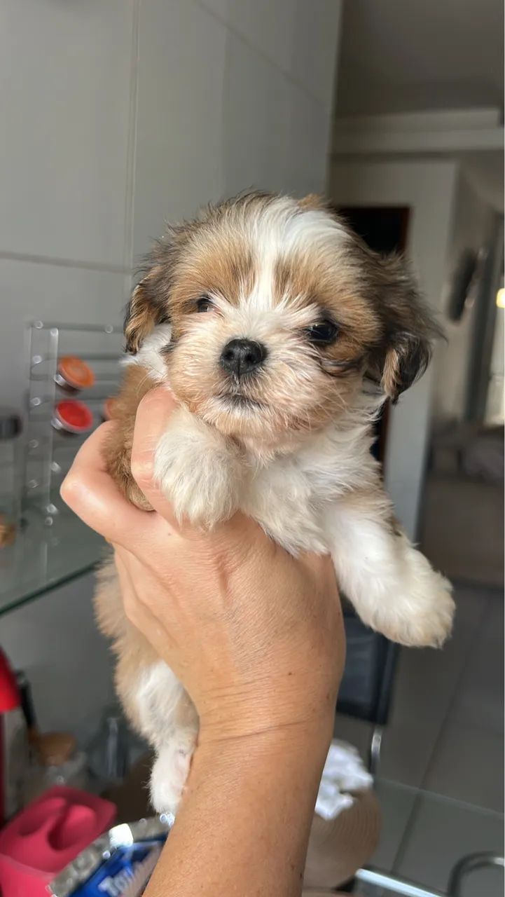 Filhotes lhasa apso