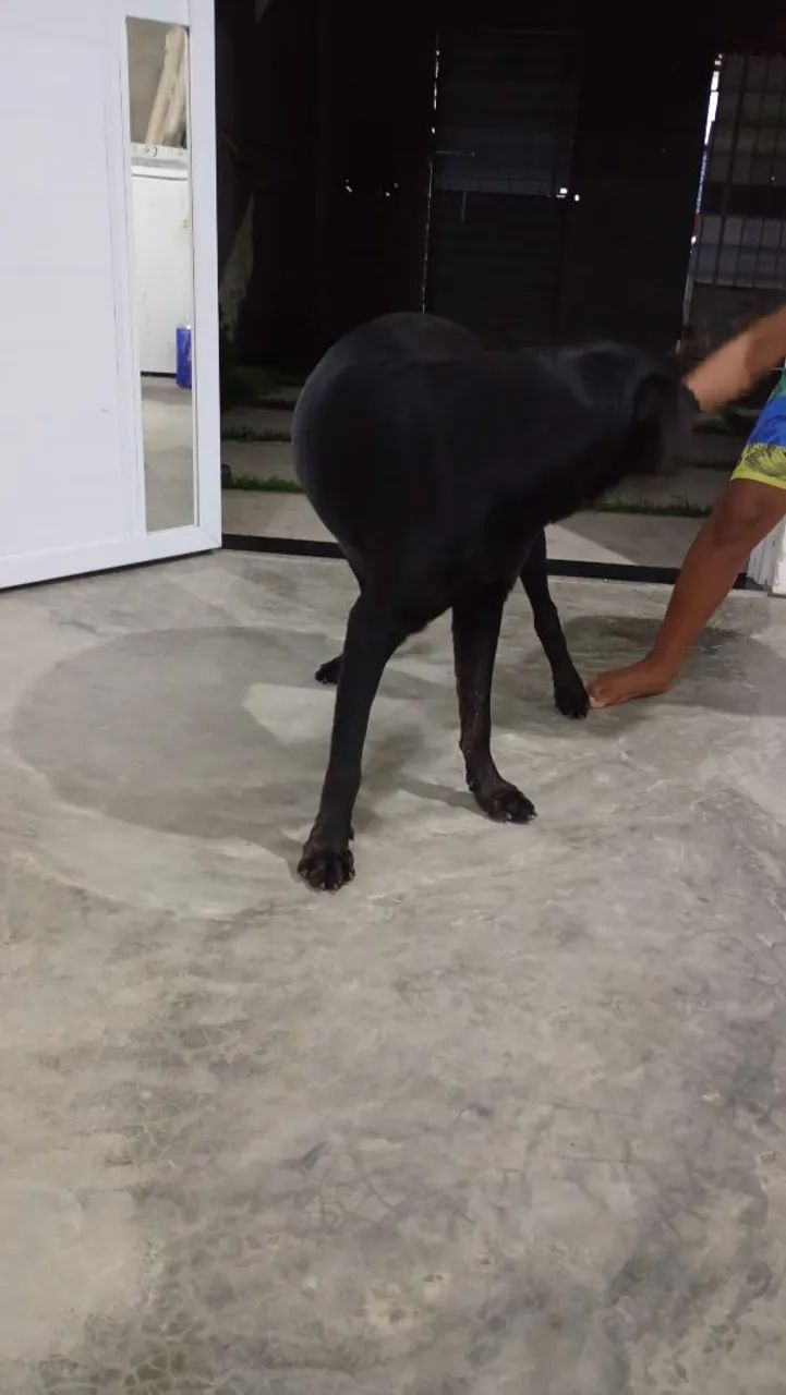 Doação de rottweiler  - Foto 2