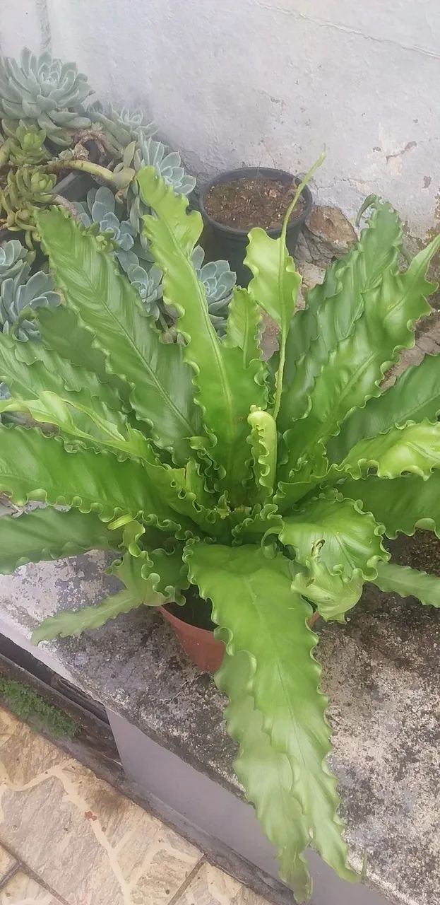 Asplenium (Asplenium nidus)