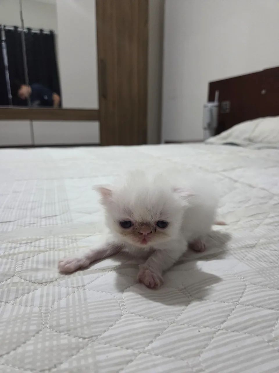 Filhotes Gato persa  - Foto 2