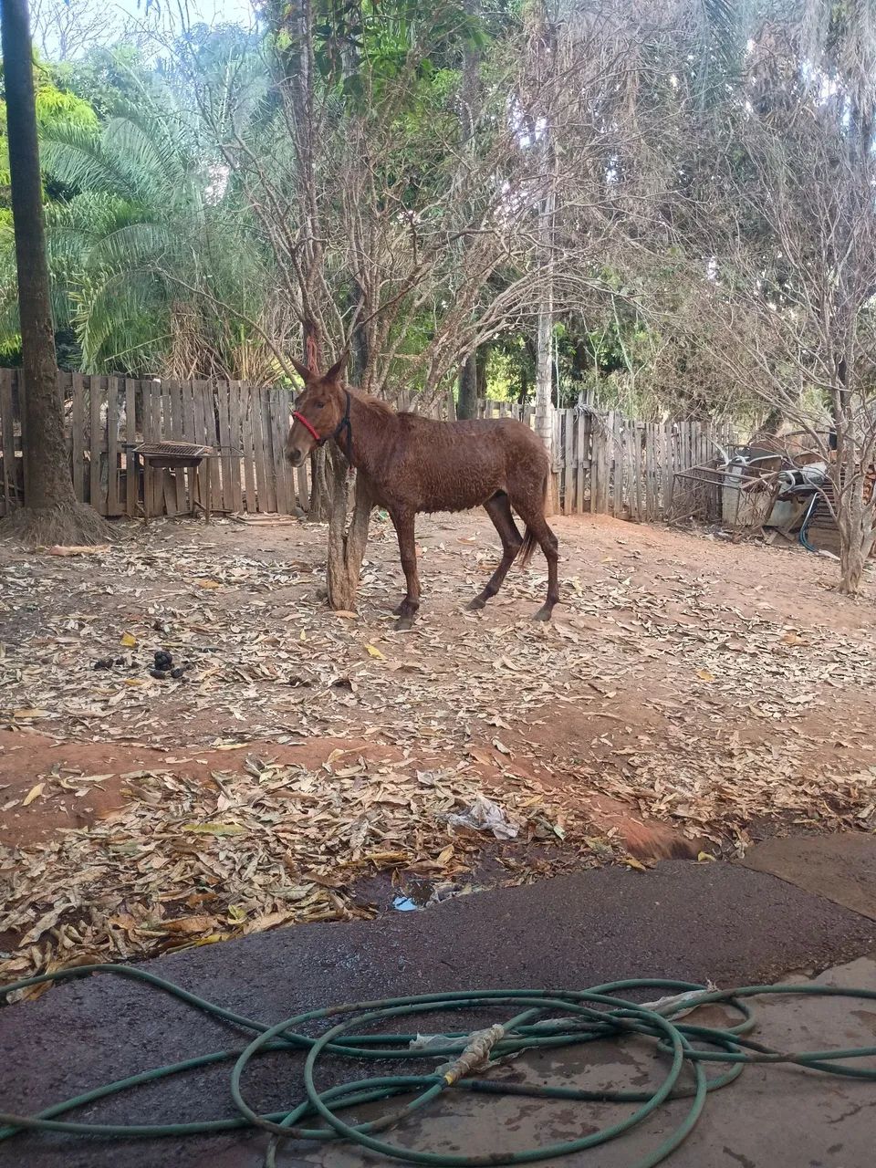 burro  - Foto 3