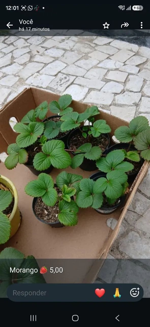 Mudas de Morango ?  - Foto 3