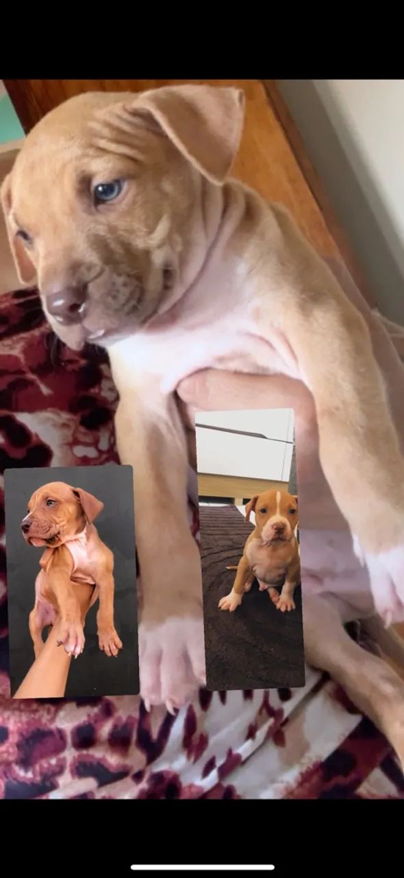 Filhote de Pitbull macho 