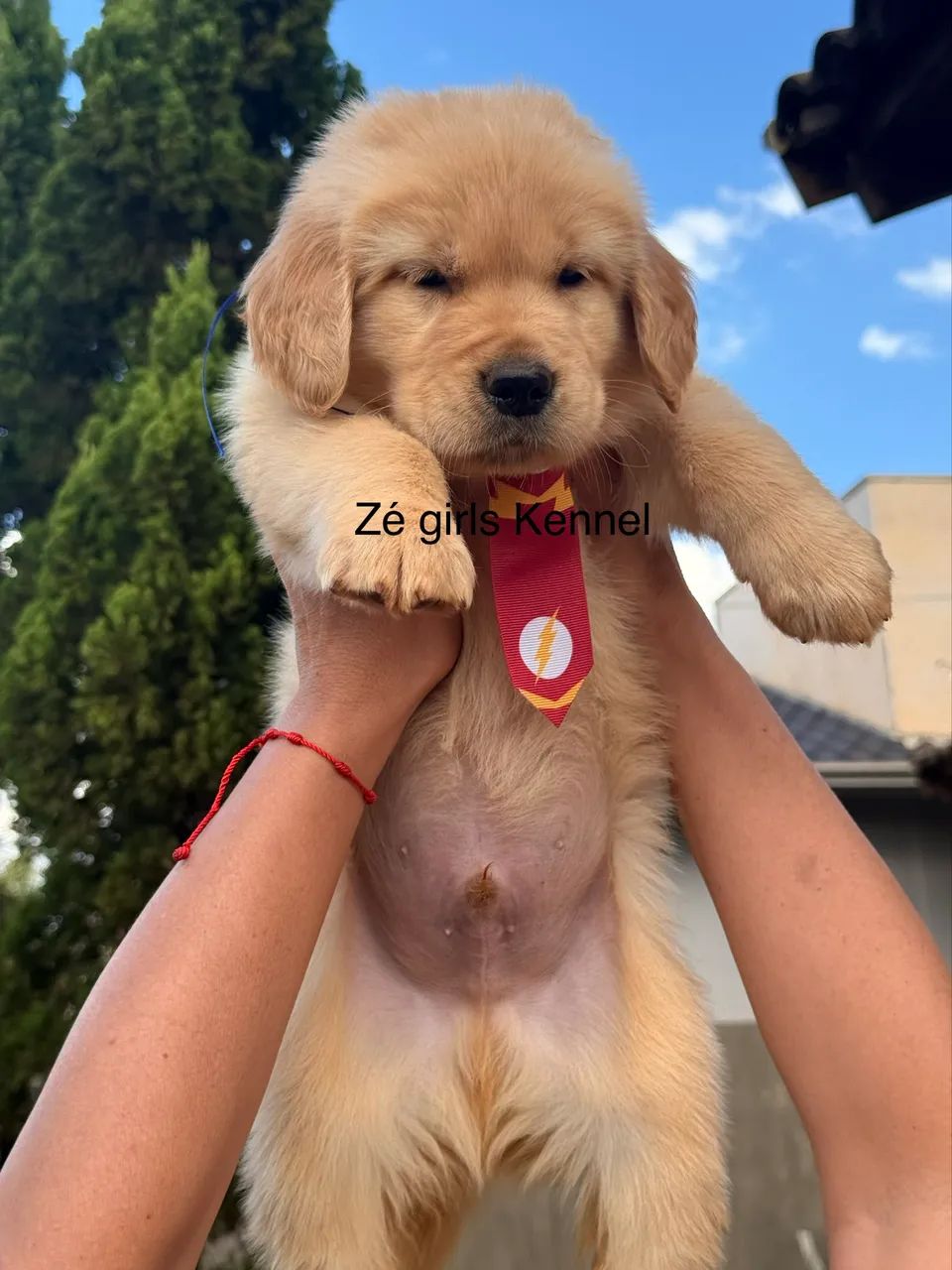 Golden Retriever 