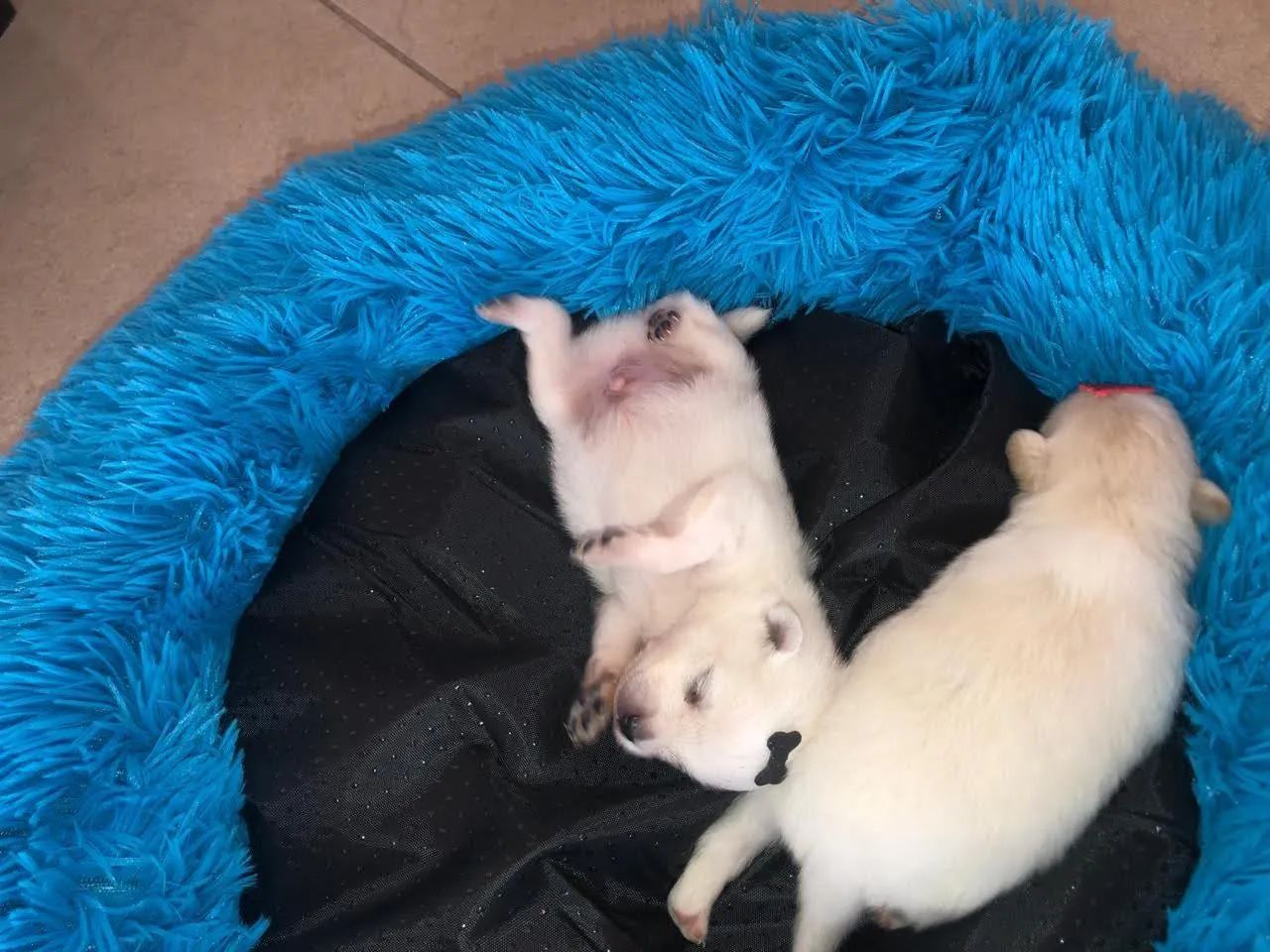Spitz Alemão (Lulu da Pomerânia) - Filhotes para reserva ? - Foto 4