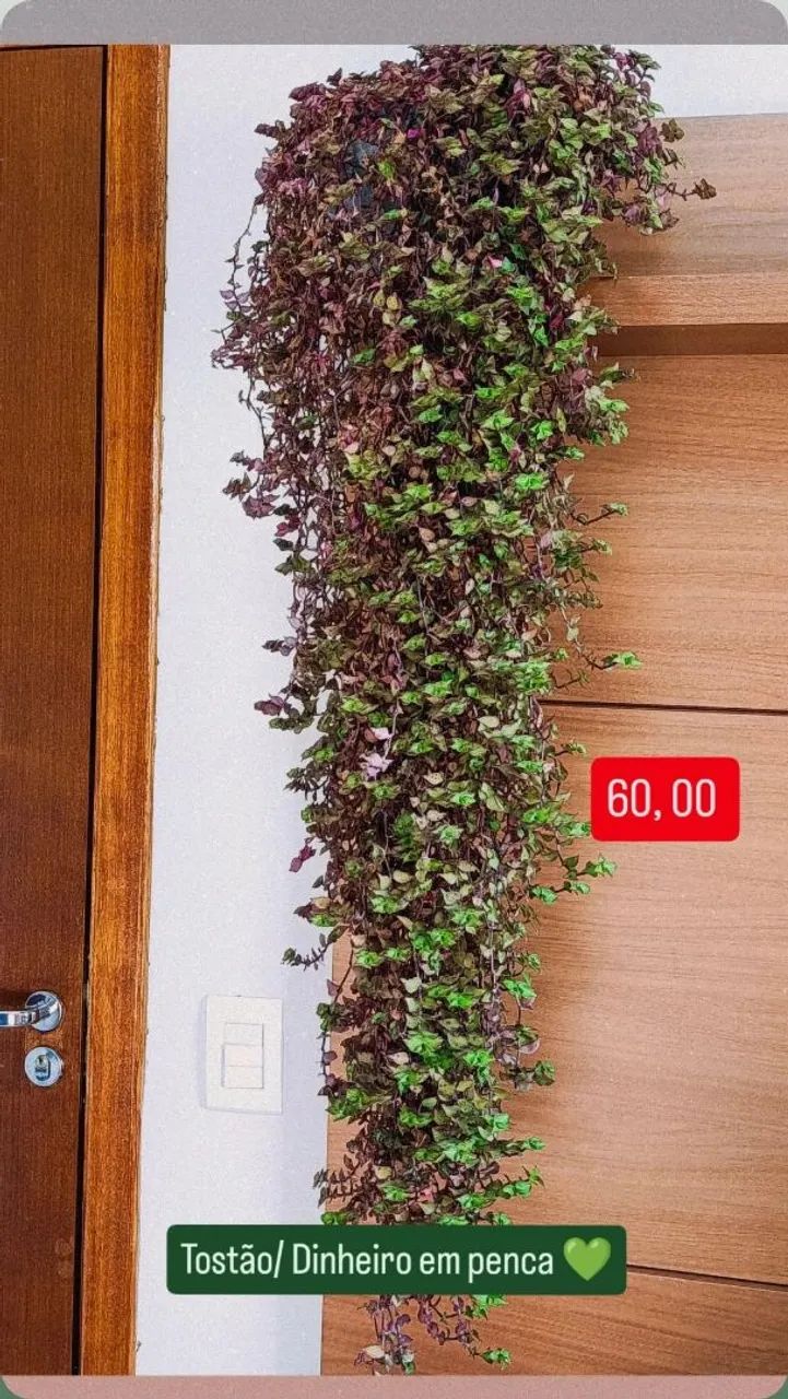 Vasos de planta completos  - Foto 5