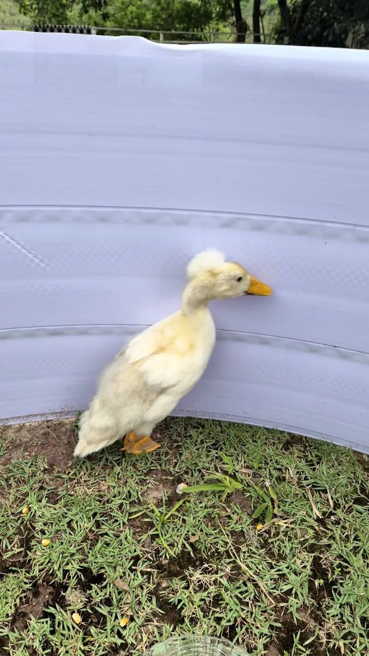 Marreco pompom jovem