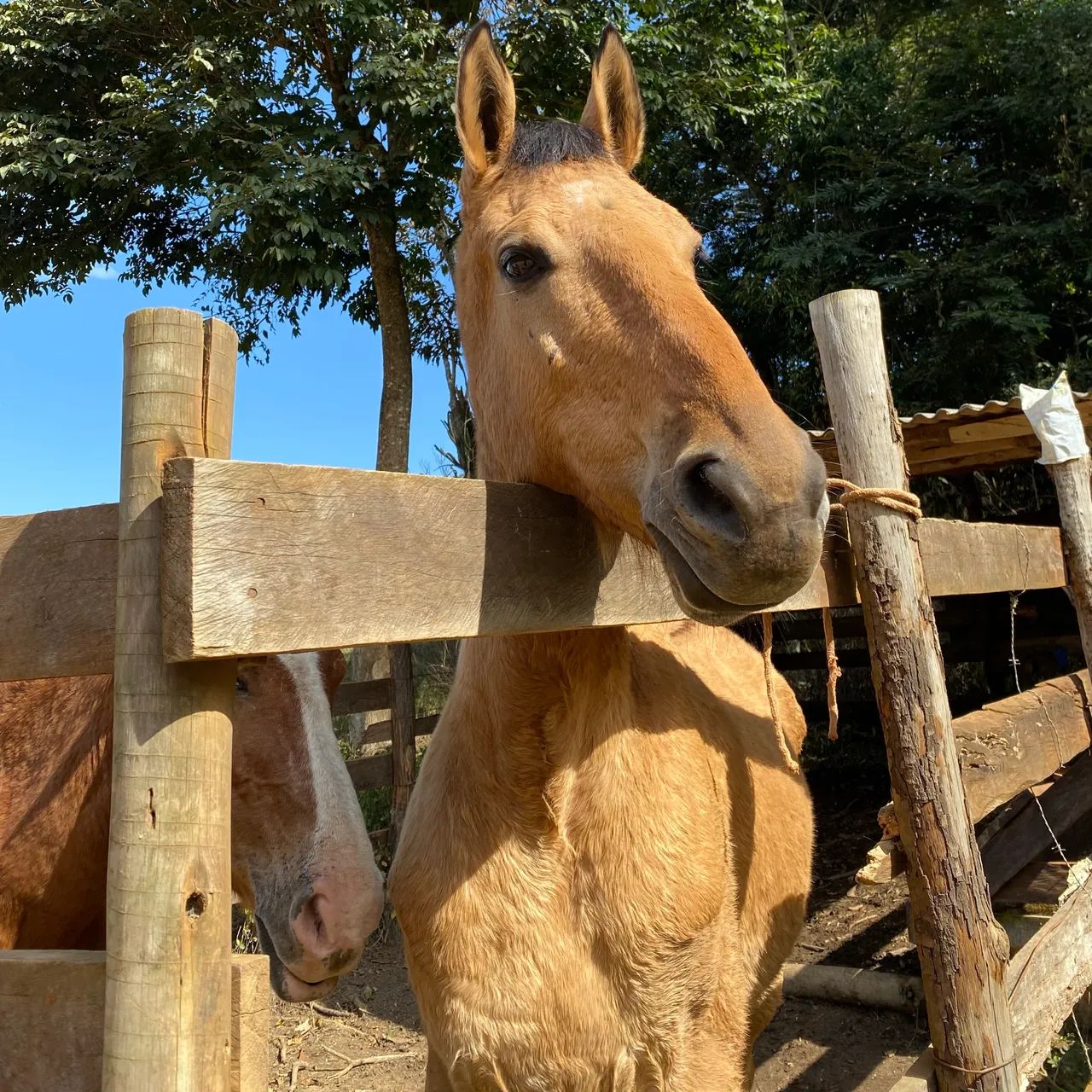 Cavalo manso e treinado - Foto 2