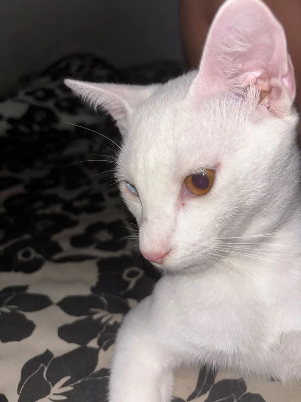 Doação de gatos urgente  - Foto 2