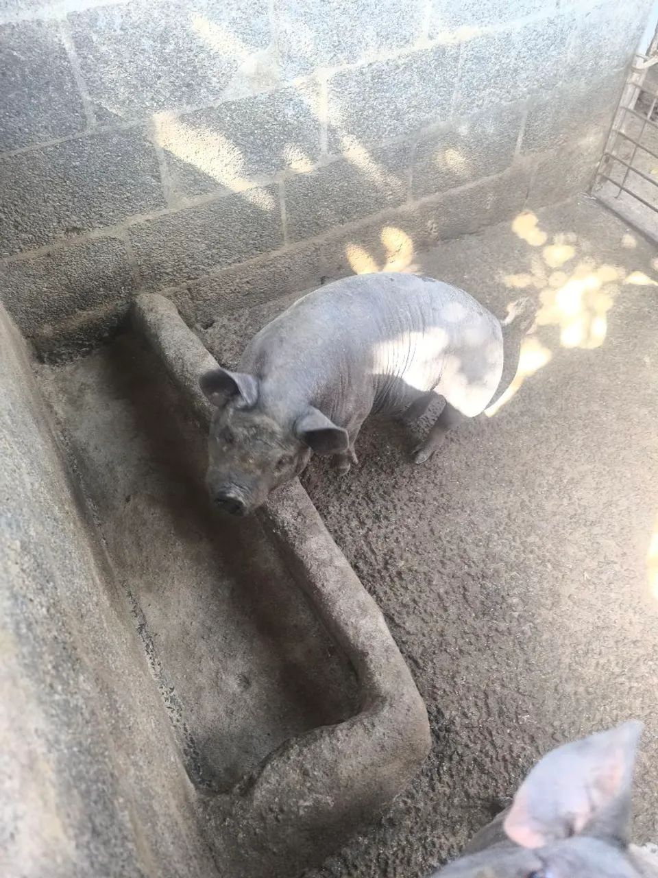 Animal 