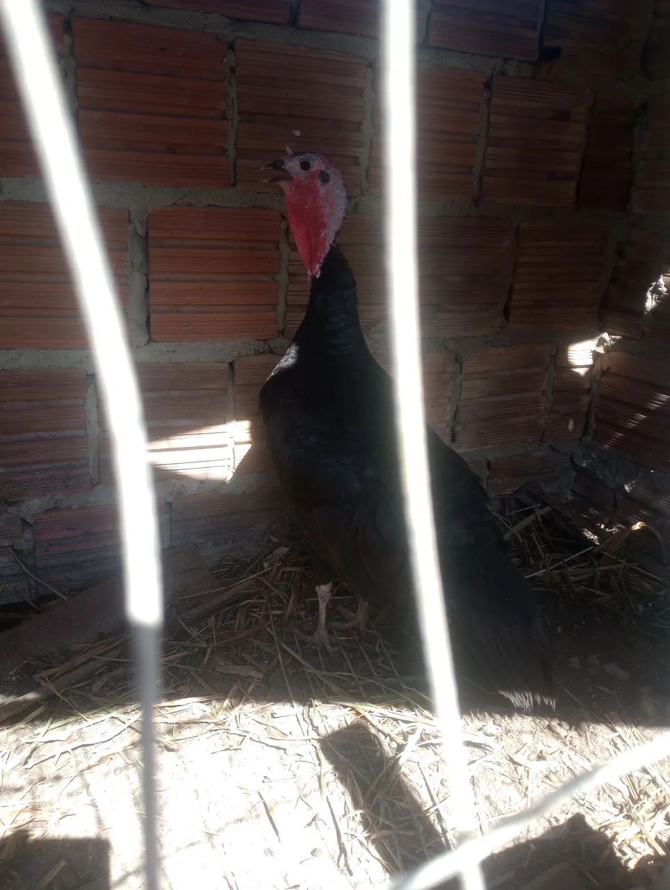 Perua fêmea 